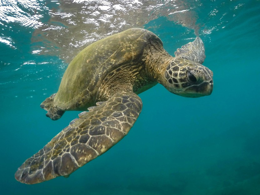 Lcoastturtle