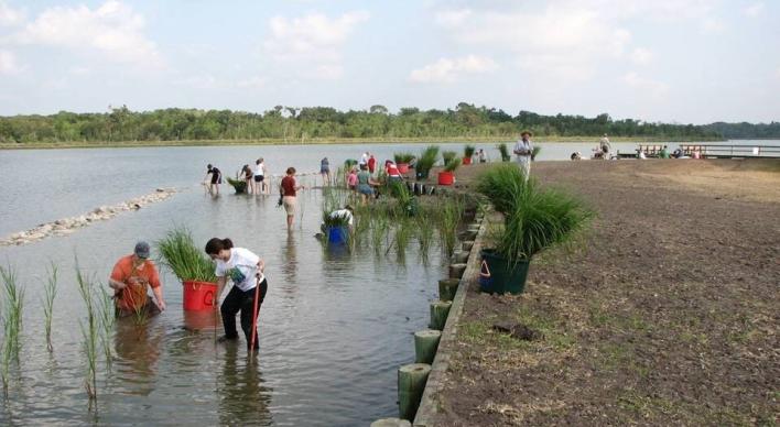 Volunteers help plant the living shoreline in Galveston